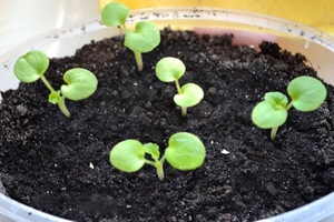 Пеларгонія з насіння: як виростити герань з насіння, вирощування герані з насіння в домашніх умовах