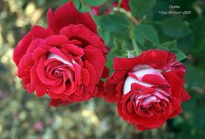 Які заходи догляду забезпечать чайно-гібридної троянді осирія гарне цвітіння