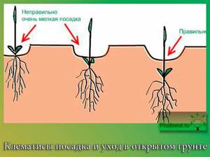 Как посадить клематис