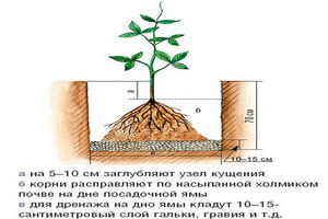 Как выбрать место для посадки клематиса