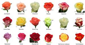 Які бувають троянди: види і сорти, характеристики різновидів