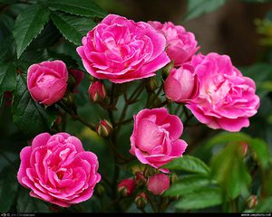 Вся корисна інформація про троянди, їх сорти і види, особливості посадки і догляду