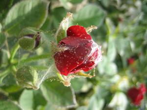 Павутинний кліщ на троянді, боротися з ним за допомогою дієвих засобів, як врятувати рослину від павутини