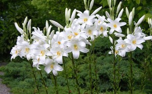 Особливості посадки, догляду та вирощування квітки лілії у відкритому грунті, як садити і доглядати за кущем