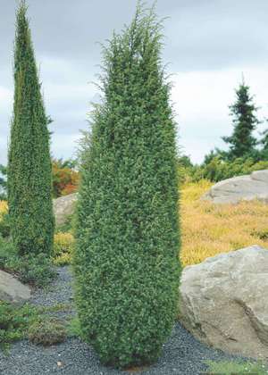 Ялівець звичайний: опис виду і основні характеристики juniperus communis