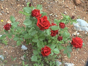 Як посадити троянду навесні? Коли висаджувати і вносити добрива?