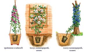 Как посадить клематис