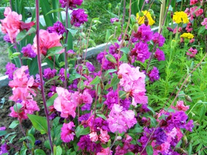 Квітка кларкія витончена: види і сорти, вирощування з насіння і коли садити, особливості догляду у відкритому грунті