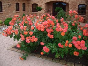Як потрібно вирощувати паркову троянду вестерленд, вимоги по догляду