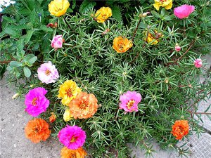 Квіти портулак: різновиди, правила вирощування, посадка і догляд