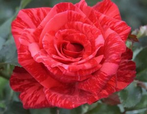 Чайно-гібридна троянда ред Інтуішн: особливості зовнішнього вигляду, умови посадки і догляду