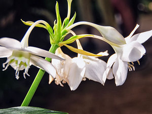 Квітка еухаріс: догляд в домашніх умовах, розведення і ВИРОЩУВАННЯ Амазонської лілії, чому не цвіте еухаріс