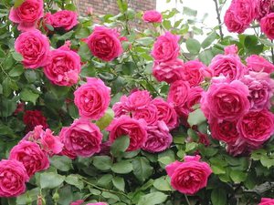 Роза парад плетистая її особливості, опис, застосування і догляд