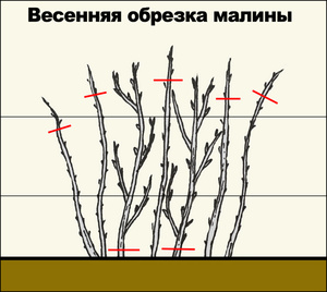 Весенняя обрезка розы