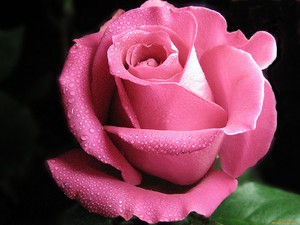 Особливості вирощування троянд з живців, як вирощувати троянду