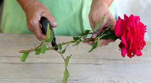 Як вирощувати троянду з букета, як її правильно укоренити і як правильно потрібно її обробляти перед посівом
