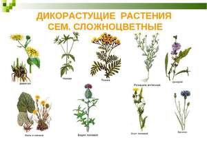 Дикорослі рослини: опис, відмінні риси і приклади