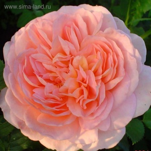 Троянда Англійська абрахам Дербі-опис зовнішнього вигляду, умови утримання