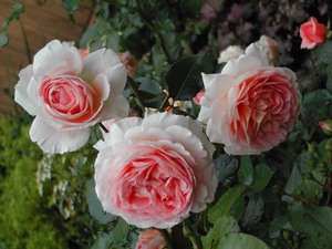 Выбор саженцев  розы Abraham Darby