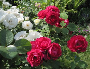 Троянда флорибунда Ніна вейбул (nina weibull): сортова характеристика, правила посадки і догляду