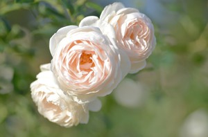Як доглядати за трояндами Девіда Остіна в домашніх умовах