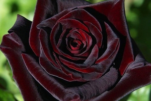 Троянда Black Baccara - чайно-гібридний сорт: опис, догляд, розмноження Блек баккара