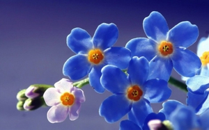 Характеристики квітки незабудка: як виглядає і коли цвіте
