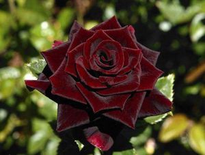 Троянда чорний принц являє собою чайно-гібридну троянду з темно-бордовими квітами з чорним відливом
