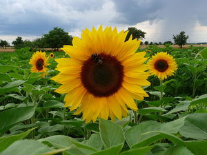 Соняшник однорічний: Батьківщина соняшнику, де росте і коли цвіте