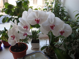 Як вирощувати орхідею в кімнатних умовах: види орхідеї, відповідні умови для квітки, можливі хвороби