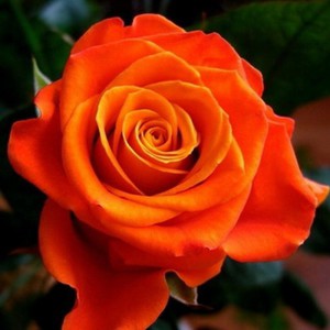 Троянда Моніка чайно-гібридний сорт, стійкий до заморозків, тривало цвіте великими яскравими квітами