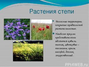 Рослинний світ степу: його основні представники і їх опис степових рослин