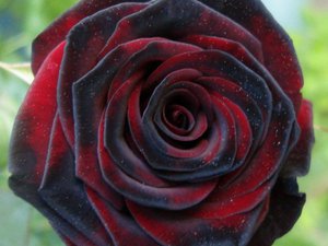 Квітка троянди «Чорна магія» з його описом, способи вирощування та догляду за ним