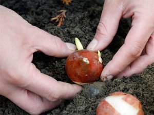 Подготовленные луковицы тюльпанов