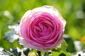 Все про плетистой троянді П'єр де Ронсар: опис, посадка , догляд і використання в саду