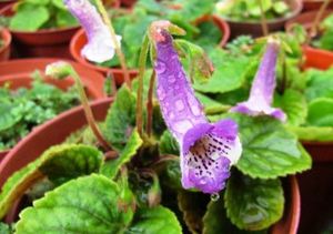 Kohleria amabilis выращивание в домашних условиях