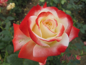 Троянда імператриця Фарах: історія поява, опис троянди імператриця Фарах