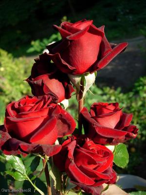 Троянда Блек Меджік: догляд і утримання, вирощування у відкритому грунті