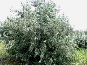 Дерево Сріблястий Лох: вирощування і догляд на присадибній ділянці, опис і види, правила догляду
