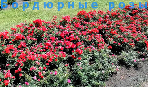 Бордюрна троянда: опис характеристик рослини, правила посадки і догляду в саду