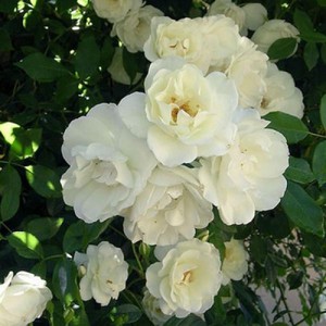 Троянда айсберг, використання флорибунда, цвітіння і особливості догляду