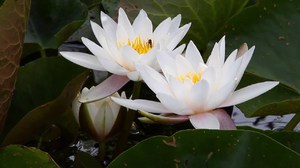 Водяна лілія: загальний опис квітки, різновиди і розмноження латаття