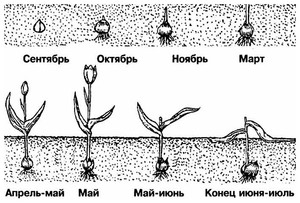 Развитие тюльпанов в течении года