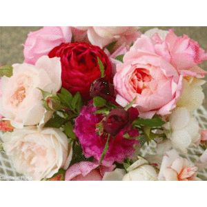 Англійська троянда: опис квітки, поради по висадці, вирощуванню і догляду за рослиною