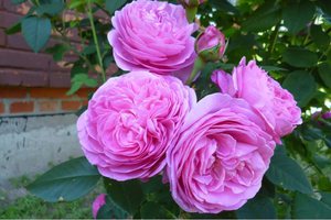 Парковий сорт троянди Луїс Одьер (louise odier), посадка і догляд за ароматним квіткою