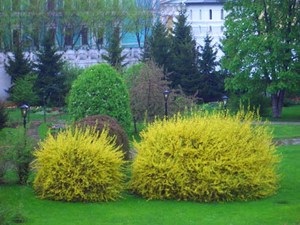 Форзиція голдзаубер: догляд за рослиною, вирощування і посадка в Сибіру