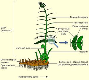 Зигота у папоротника - строение