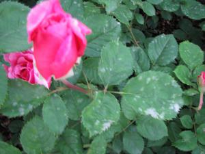 Борошниста роса на трояндах: причини появи, симптоми захворювання і варіанти лікування рослин