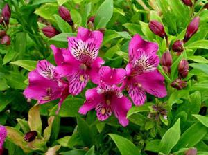 Квітка Альстромерія: правила догляду, вирощування і посадка