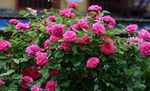 Підгодівля троянд навесні після зими і добрива протягом усього періоду цвітіння